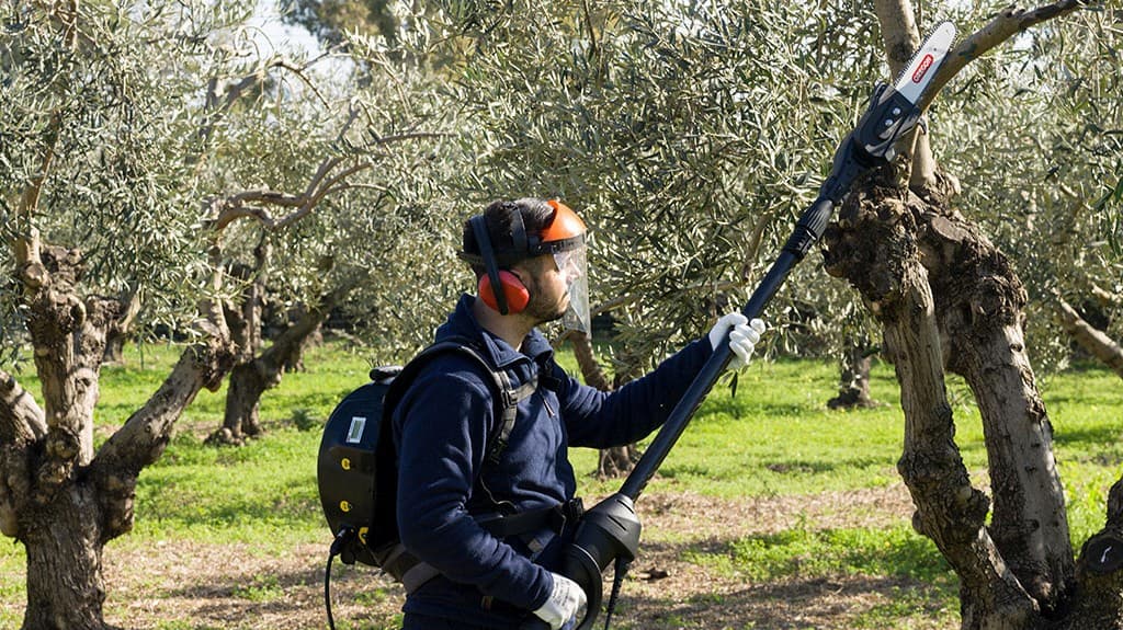 Poda en altura con pértiga desde el suelo sin subir al árbol