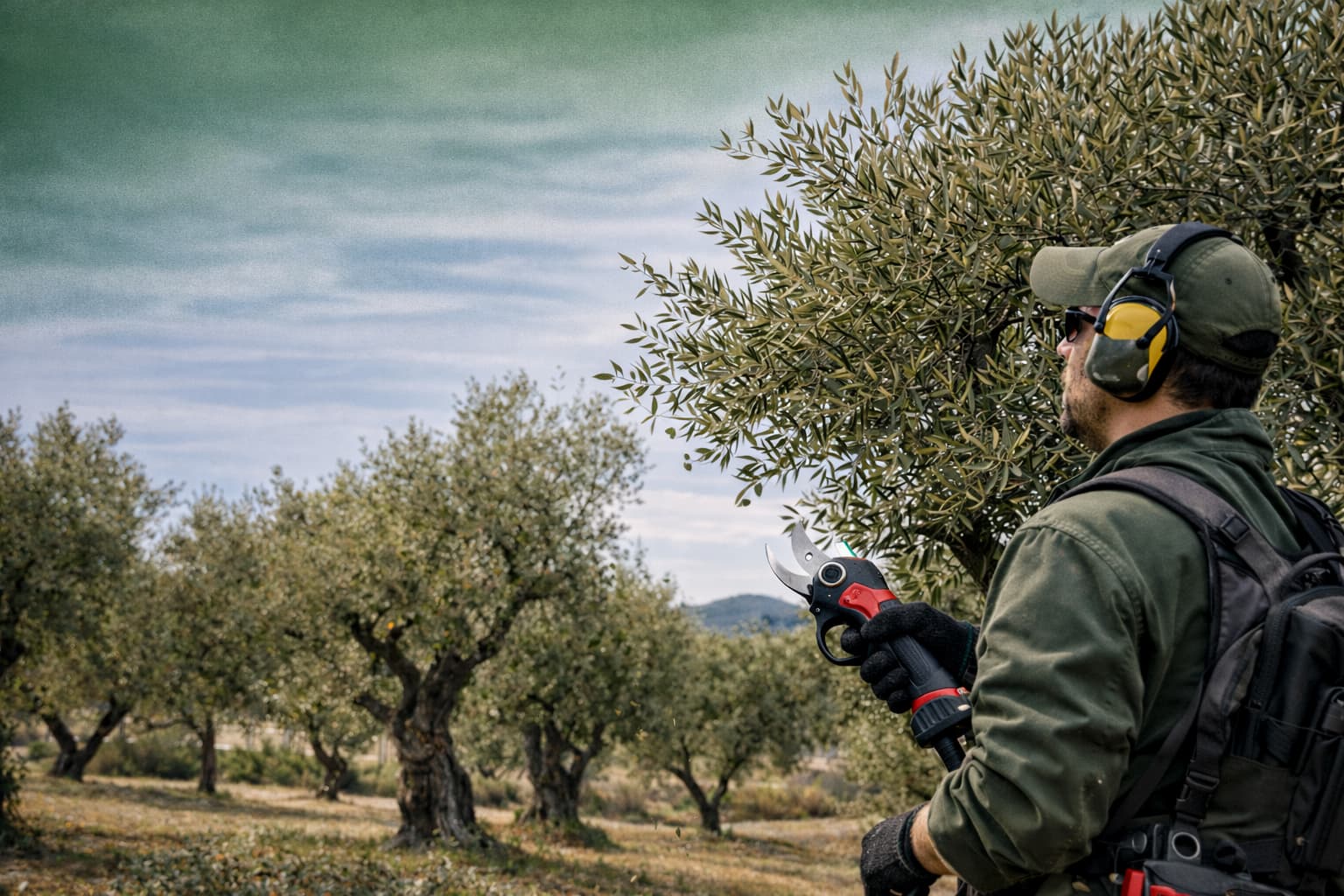 Agricultor realizando la poda interior de un olivo con una herramienta ligera a batería
