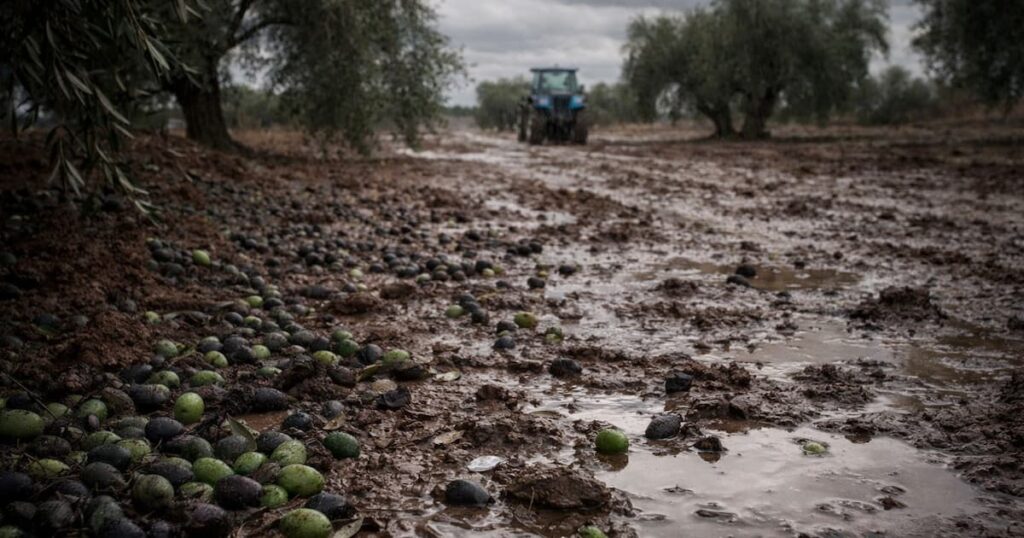 El aceite de oliva español frente a la incertidumbre del comercio internacional